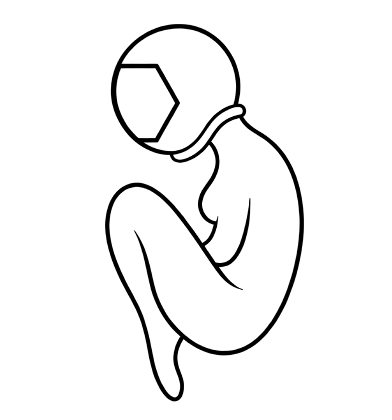 embryonaut